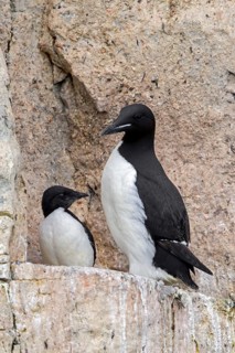 Thick-billed murre, Bruennich's guillemot (Uria lomvia) parent with chick on rock ledge in cliff,