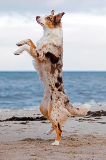 Australian Shepherd, Aussie, breed of herding dog from the United States, standing up on the beach