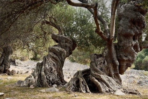 Old, gnarled olive trees in the olive grove of Lun, Vrtovi Lunjskih Maslina, Wild olive (Olea