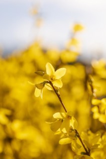 A branch of forsythia with bright yellow flowers in the warm sunlight