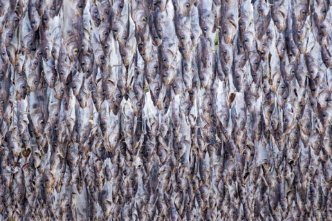 Lofoten, Norway. Solvaer, Nordland province. Stockfish, air-drying on open-air racks, Svolvaer,