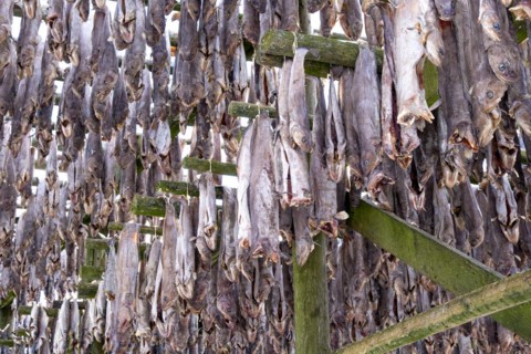Lofoten, Norway. Solvaer, Nordland province. Stockfish, air-drying on open-air racks, Svolvaer,