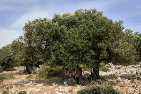 Old, gnarled olive trees in the olive grove of Lun, Vrtovi Lunjskih Maslina, Wild olive (Olea