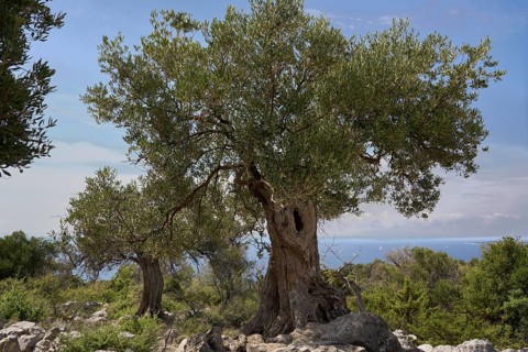 Old, gnarled olive tree in the olive grove of Lun, Vrtovi Lunjskih Maslina, wild olive (Olea