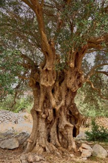 Old, gnarled olive tree in the olive grove of Lun, Vrtovi Lunjskih Maslina, wild olive (Olea