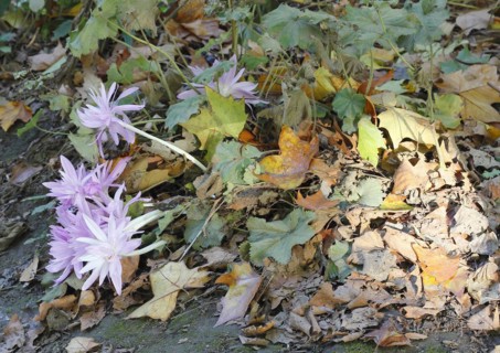 Flowers of the meadow saffron (Colchicum autumnale), by the wayside with autumn leaves, North