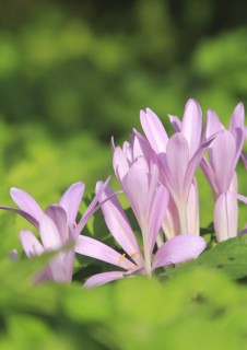 Flowers of the meadow saffron (Colchicum autumnale), North Rhine-Westphalia, Germany, Europe