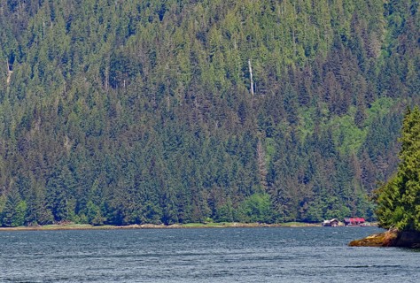 Elongated fjord with wooded shores and slopes, two small houses on the shore, Khutzeymateen Grizzly