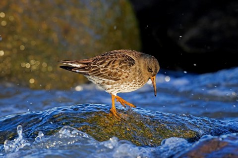 Purple sandpiper (Calidris maritima) in non-breeding plumage foraging on rocky shore along the