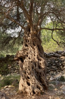 Old, gnarled olive tree in front of a limestone wall, in the olive grove of Lun, Vrtovi Lunjskih