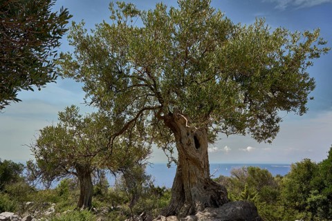 Old, gnarled olive tree in the olive grove of Lun, Vrtovi Lunjskih Maslina, wild olive (Olea