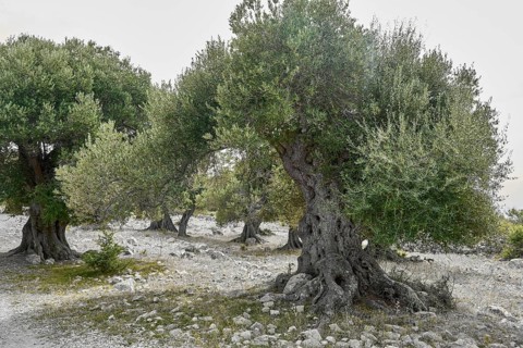 Old, gnarled olive trees in the olive grove of Lun, Vrtovi Lunjskih Maslina, Wild olive (Olea