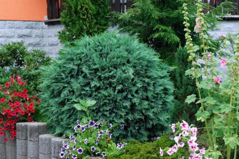 Chamaecyparis lawsoniana 'Blaue Bautzener'