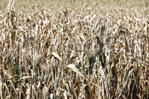 Dried maize plants in a field in Schoenwald in Brandenburg, 16/08/2018