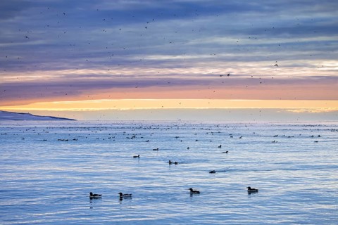 Thick-billed murres, Bruennich's guillemots (Uria lomvia) flock swimming in Arctic sea at sunset in