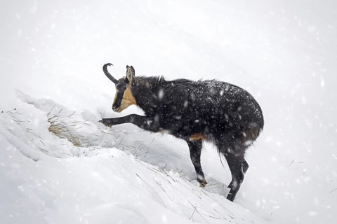 Alpine chamois (Rupicapra rupicapra) solitary male foraging on mountain slope during snow shower in
