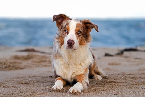 Australian Shepherd, Aussie, breed of herding dog from the United States, lying on sandy beach