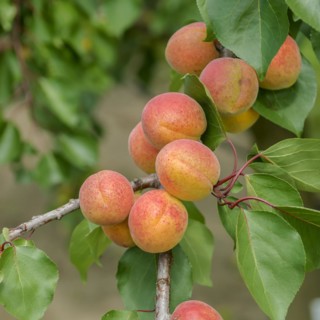 Apricot (Prunus armeniaca 'Bergeron'), Bundessorteamt, Marquardt testing centre, Marquardt,