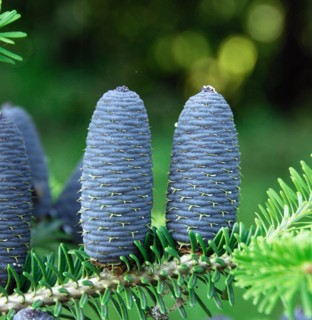 Abies koreana