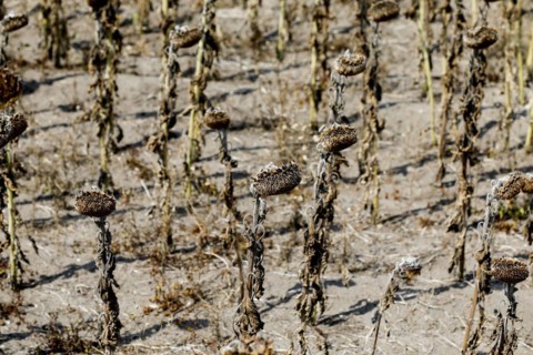 Dried sunflowers in a field in Schoenwald in Brandenburg, 16/08/2018