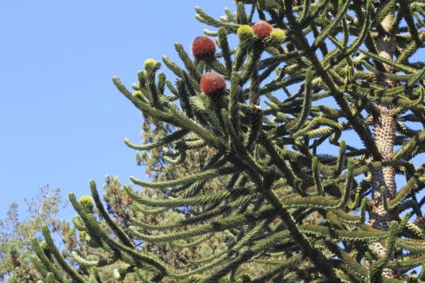 Monkey tail tree (Araucaria) close-up, North Rhine-Westphalia, Germany, Europe
