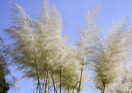 Cortaderias (Cortaderia), in the blue sky, North Rhine-Westphalia, Germany, Europe