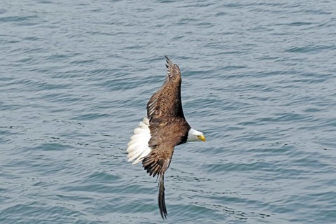 Bald eagle flying over the sea, British Columbia, Canada, North America