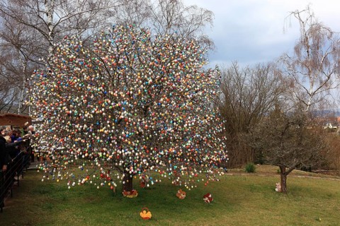 Many colourful Easter eggs on a tree, Easter custom, The Saalfeld Easter egg tree, an apple tree of