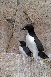 Thick-billed murre, Bruennich's guillemot (Uria lomvia) parent with chick on rock ledge in cliff,