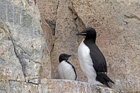 Thick-billed murre, Bruennich's guillemot (Uria lomvia) parent with chick on rock ledge in cliff,