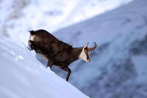 Alpine chamois (Rupicapra rupicapra) solitary male in dark winter coat descending mountain slope in