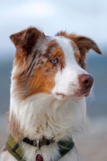 Australian Shepherd, Aussie, breed of herding dog from the United States, close-up portrait