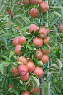 Malus domestica 'Braeburn', Schneider, Wurzen, 81