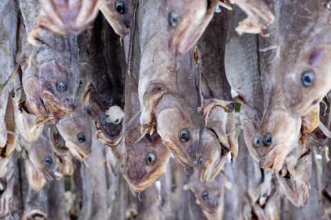 Lofoten, Norway. Solvaer, Nordland province. Stockfish, air-drying on open-air racks, Svolvaer,