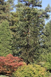 Monkey tail tree (Araucaria) North Rhine-Westphalia, Germany, Europe