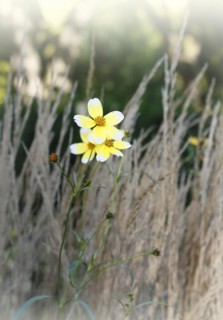 Gold-Zweizahn (Bidens), North Rhine-Westphalia, Germany, Europe