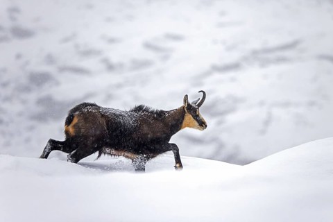 Alpine chamois (Rupicapra rupicapra) solitary male foraging on mountain slope during snow shower in