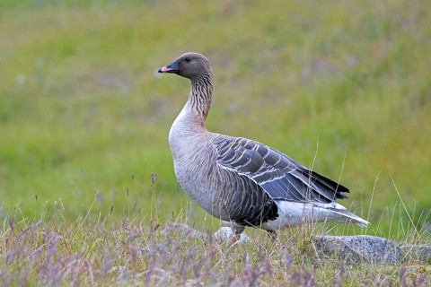 Pink-footed goose (Anser brachyrhynchus) foraging on the tundra in summer, Svalbard, Spitsbergen