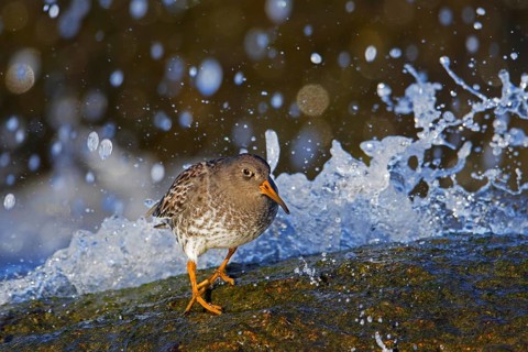 Purple sandpiper (Calidris maritima) in non-breeding plumage running away from wave crashing on