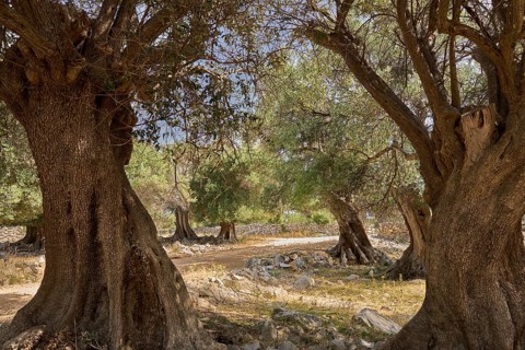 Old, gnarled olive trees in the olive grove of Lun, Vrtovi Lunjskih Maslina, Wild olive (Olea