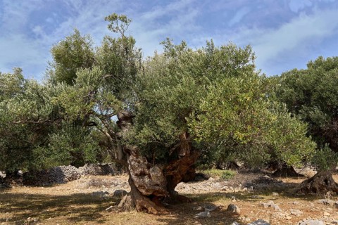 Old, gnarled olive tree in the olive grove of Lun, Vrtovi Lunjskih Maslina, wild olive (Olea