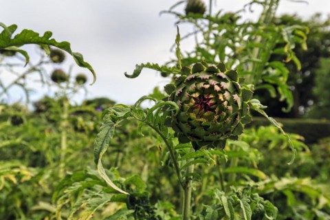 Artichoke (Cynara cardunculus), vegetable plant, vegetable garden in Down House Garden, Downe,