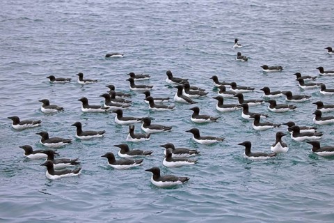 Flock of thick-billed murres, Bruennich's guillemots (Uria lomvia) swimming in the Arctic sea in