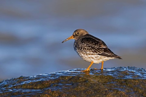 Purple sandpiper (Calidris maritima) in non-breeding plumage on rocky shore along the Baltic Sea