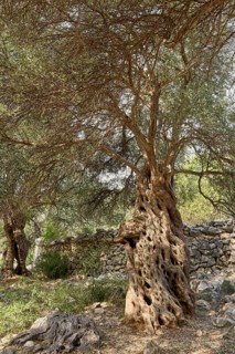 Old, gnarled olive tree in front of a limestone wall, in the olive grove of Lun, Vrtovi Lunjskih