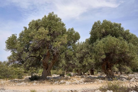Old, gnarled olive trees in the olive grove of Lun, Vrtovi Lunjskih Maslina, Wild olive (Olea