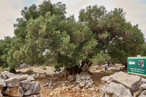 The oldest olive tree in the Lun olive grove, estimated to be between 1, 600 and 2, 000 years old,