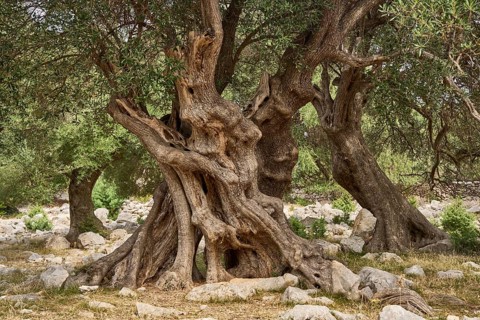 Old, gnarled olive tree in the olive grove of Lun, Vrtovi Lunjskih Maslina, wild olive (Olea