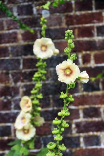 Yellow flowering hollyhocks (Alcea rosea) on a house facade, Down House Garden, Downe, Kent,