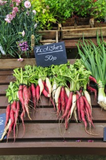 Red and white radish for sale, Down House Garden, Downe, Kent, England, United Kingdom, Europe